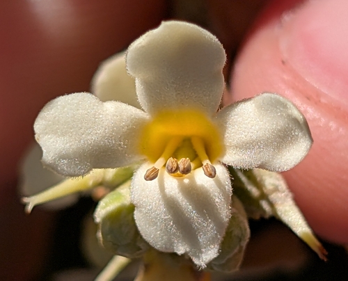 black mangrove