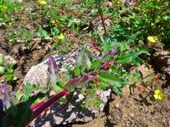 Camissoniopsis intermedia