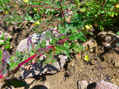 Camissoniopsis intermedia