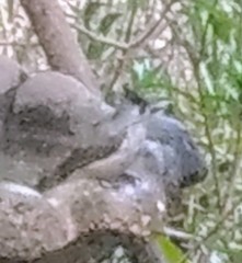 Baeolophus atricristatus