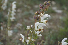 Salvia verbascifolia