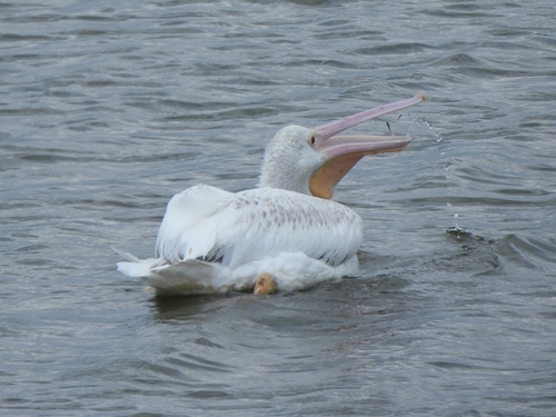 American White Pelican photographed in Missouri