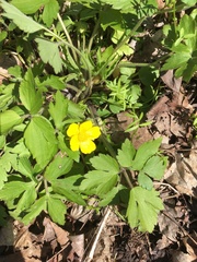 Ranunculus hispidus nitidus
