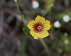 Linum hudsonioides