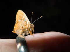 Anteros carausius carausius