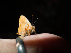 Anteros carausius carausius