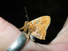 Anteros carausius carausius