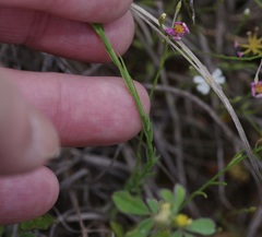 Linum hudsonioides