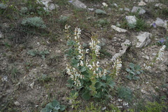 Salvia verbascifolia
