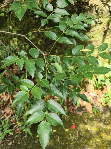 Staphylea japonica, photograph 3