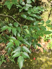 Staphylea japonica, photograph (c) Yinling Chen, some rights reserved (CC BY)