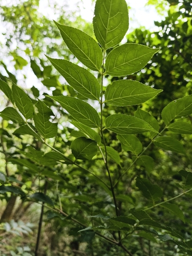 Staphylea japonica, photograph 4