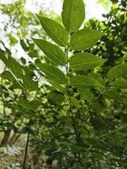 Staphylea japonica, photograph (c) Yinling Chen, some rights reserved (CC BY)