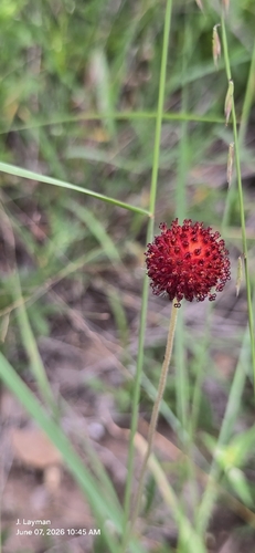 Gaillardia suavis, photograph 1