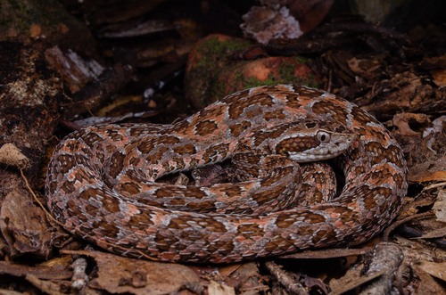 Caatinga Lancehead