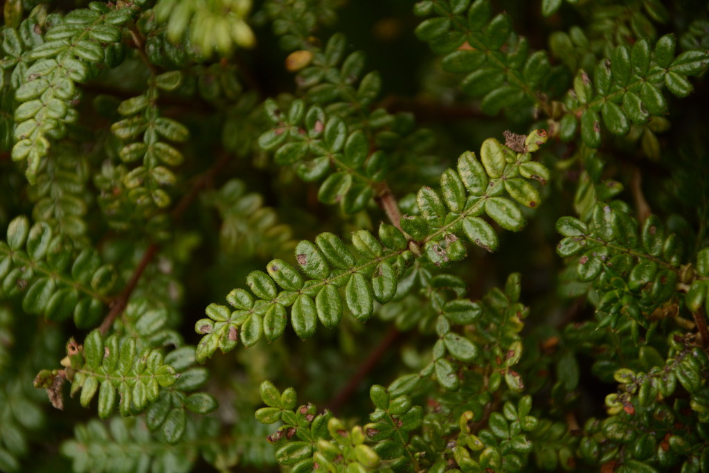 Weinmannia tomentosa; photograph (c) Siddarth Machado, some rights reserved (CC BY)