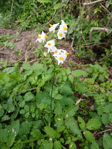 Solanum chacoense