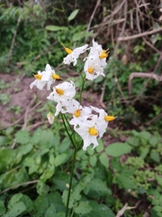 Solanum chacoense, photograph (c) Patricio Cowper Coles, some rights reserved (CC BY)