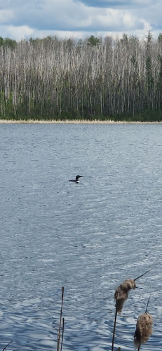 Common Loon