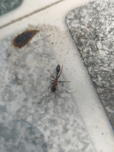 Arboreal Bicolored Slender Ant