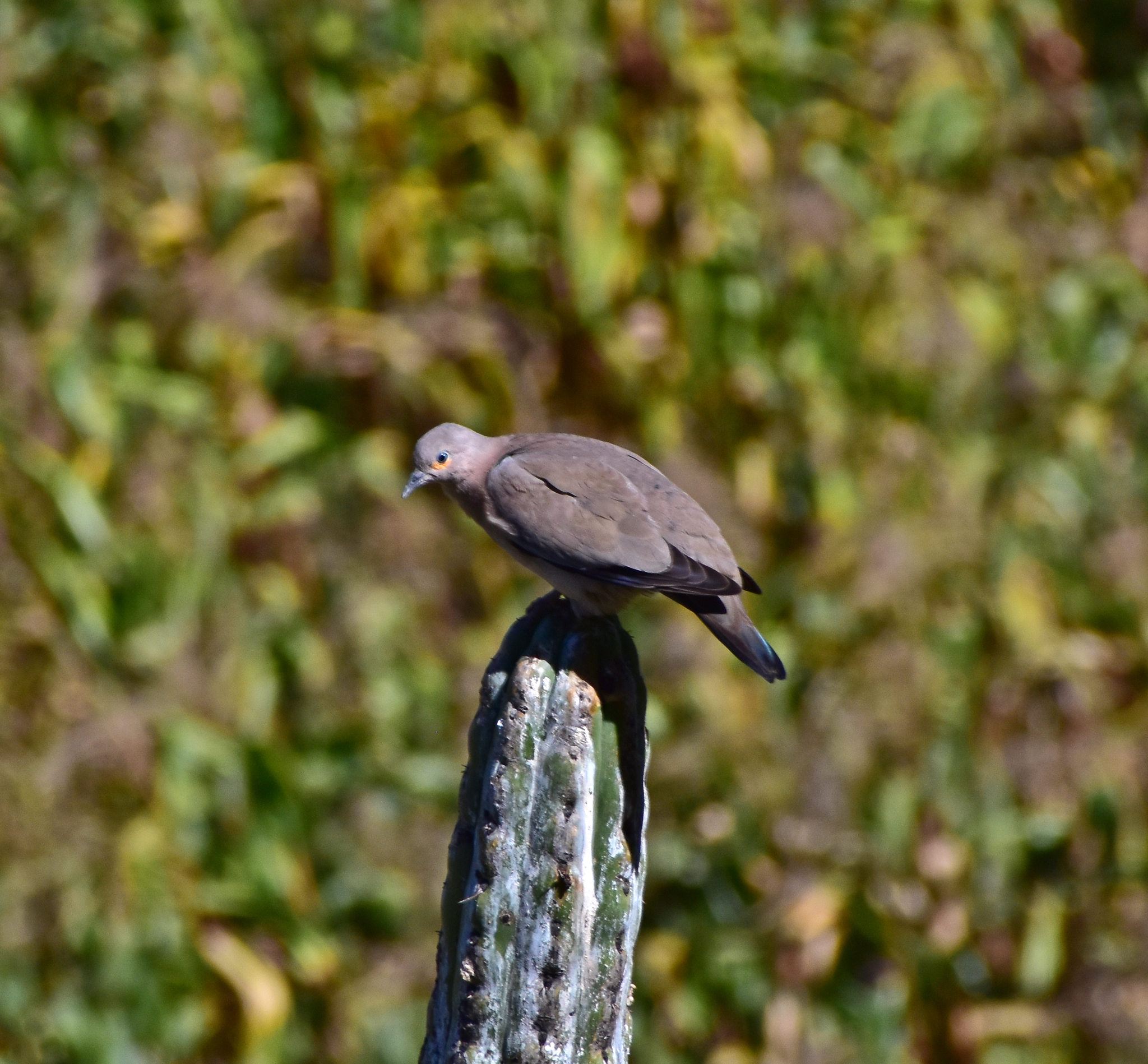 Black-winged Ground Dove (Metriopelia melanoptera), photo 10