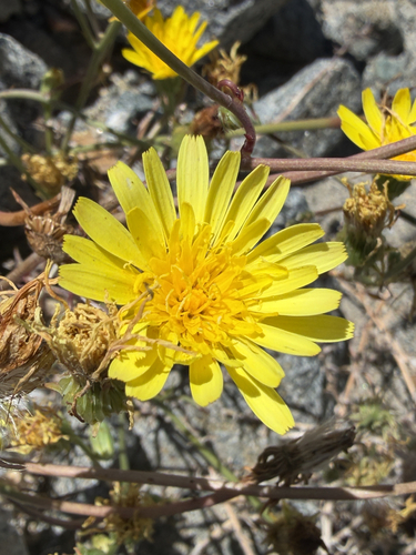 Malacothrix glabrata, 2026-06-07