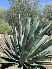 Agave murpheyi