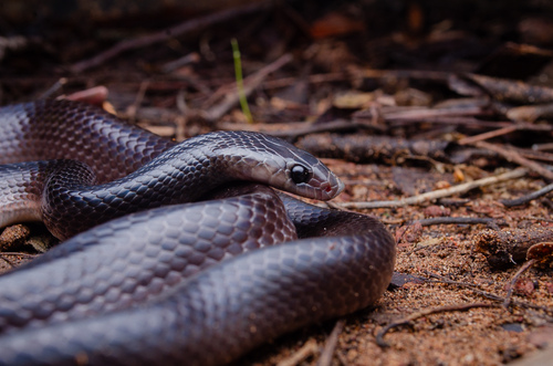 Black False Boa
