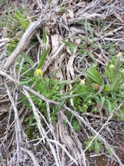 Ceratocephala testiculata