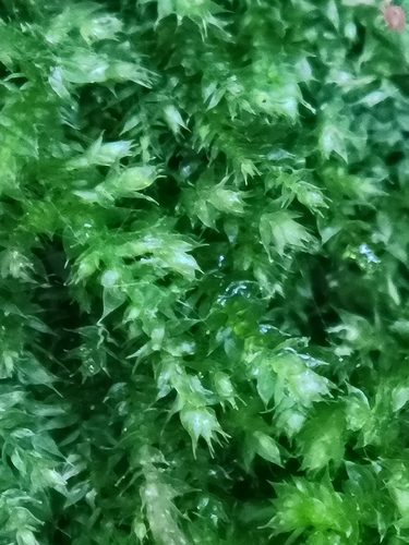 Rhynchostegium laxatum observed 2026-06-03