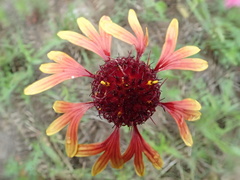 Gaillardia aestivalis