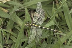 Phanogomphus militaris