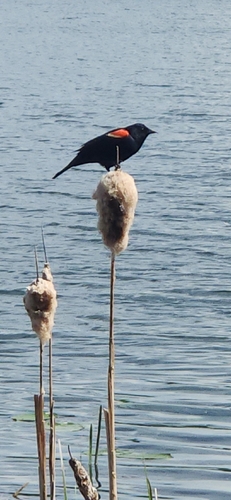 Red-winged Blackbird
