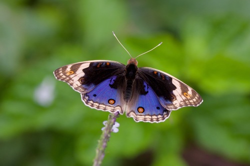 Blue Pansy