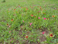 Gaillardia aestivalis