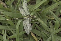 Phanogomphus militaris