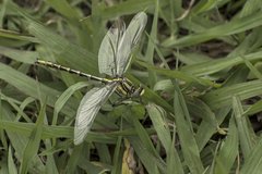 Phanogomphus militaris