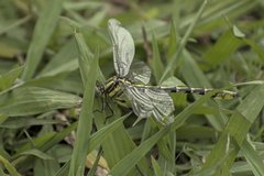Phanogomphus militaris