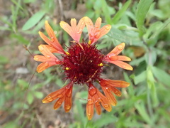 Gaillardia aestivalis