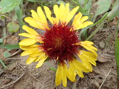 Gaillardia aestivalis