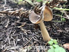 Helvella ephippium