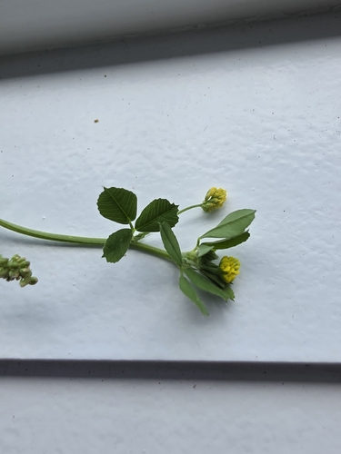 Medicago lupulina observed 2026-06-07