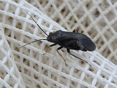 Slaterocoris