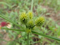 Cyperus echinatus