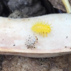 Epilachna varivestis