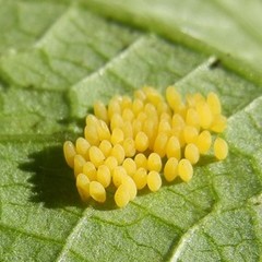 Epilachna varivestis