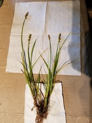 Carex leavenworthii