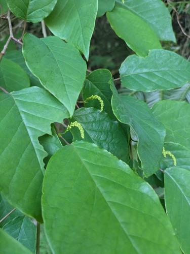 Neoshirakia japonica, photograph 1