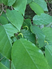 Neoshirakia japonica