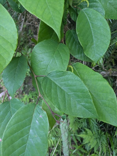Neoshirakia japonica, photograph 2